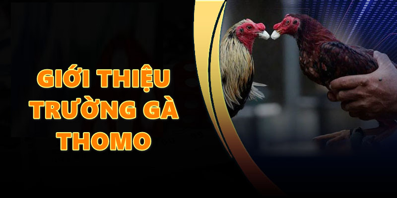 Giới thiệu chung về trường gà nổi danh Thomo