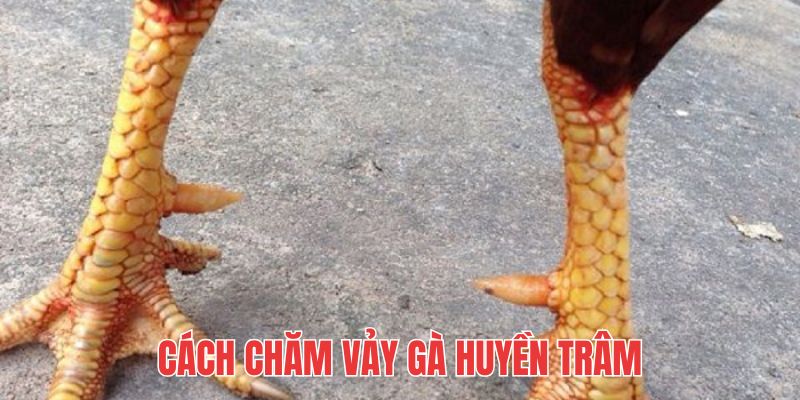 Vệ sinh và chăm sóc lối sinh hoạt sẽ giúp kê phát triển toàn diện