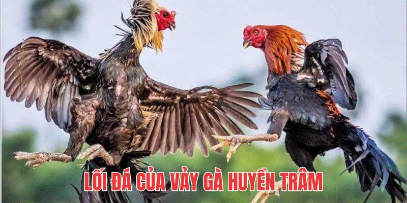 Giống kê sở hữu lớp sừng này sẽ đá rất giỏi, máu chiến và mãn nhãn