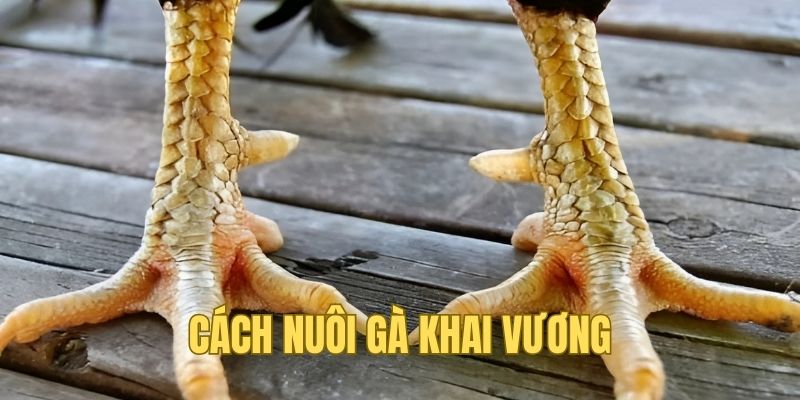 Hướng dẫn cách nuôi chuẩn cao thủ cho người mới