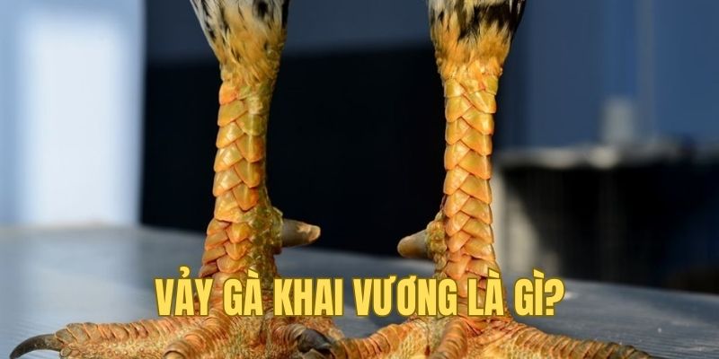 Tổng quan những điều cần biết về vảy gà Khai Vương