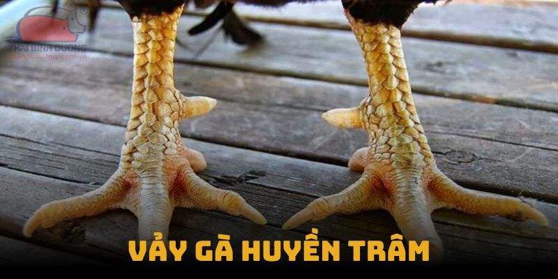 Cách nhận diện vảy gà Huyền Trâm từ các người chơi lâu năm U888